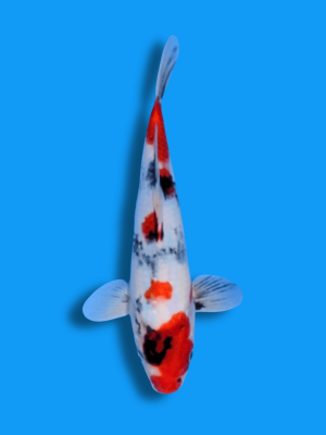 Kindai Showa | Koi&Co.